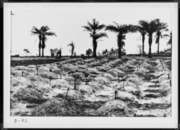 Cemetery in Nam Giao, Hue
