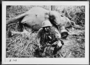 Elephant and U.S. Soldier
