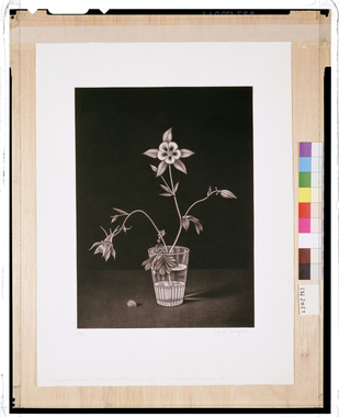 コップに挿したアンコリの花（過去、現在、未来） 画像