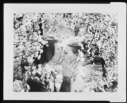 「花」シリーズより 画像