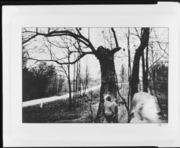 古い公園の木とカラスの巣 画像