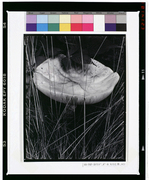 キノコと草、メイン 画像