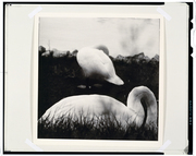 2羽の白鳥 画像