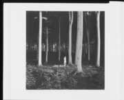 森の中のヌード 画像