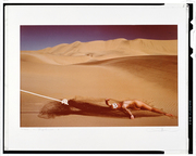 捕らえる II 画像