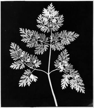 Photogram of a Fern