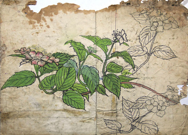 植物素描［紫陽花］ 画像