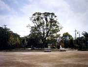 Park - Site of an Evacuees' Shelter in One of the Areas Most Badly Damaged by the Earthquake