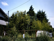 Garden - Overgrown and Greatly Reduced in Size as a Result of the Earthquake and Public Land Readjustment