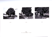 Tree, from the series "Hiroshima Monument"
