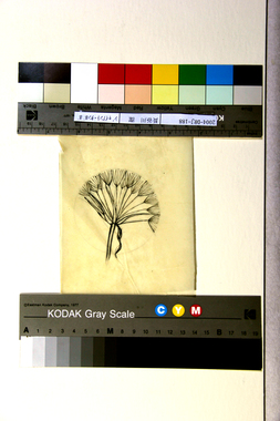 ジャイアント・タンポポ 画像