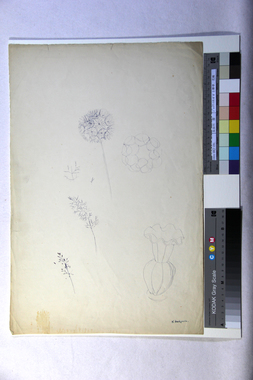 ジャイアントタンポポ、野草、花瓶 画像