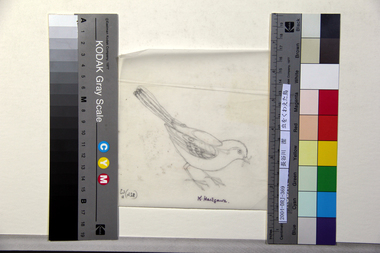 虫をくわえた鳥 画像