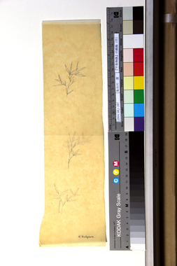 『竹取物語』の画稿（竹） 画像