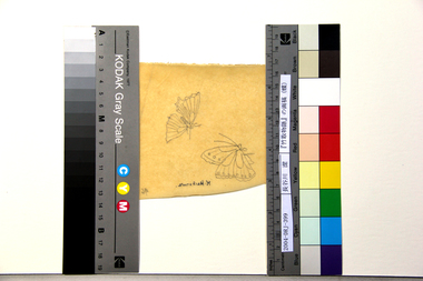 『竹取物語』の画稿（蝶） 画像