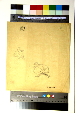 『竹取物語』の画稿（二羽の鳩）（c） 画像