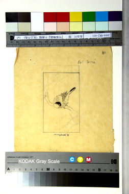 『竹取物語』の画稿（枝上の鳥）（a） 画像