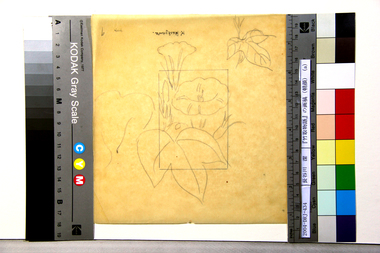 『竹取物語』の画稿（朝顔）（a） 画像