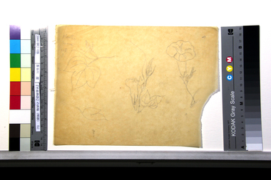 『竹取物語』の画稿（朝顔）（b） 画像