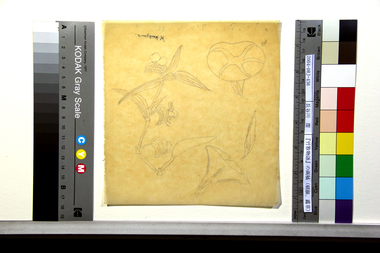 『竹取物語』の画稿（朝顔、露草） 画像1