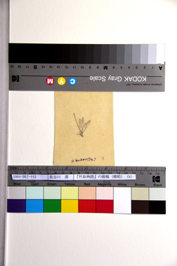 『竹取物語』の画稿（蜻蛉）（b） 画像