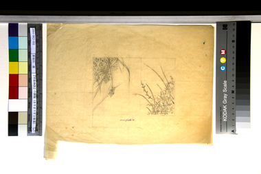 『竹取物語』の画稿（きりぎりすと秋草）（a） 画像