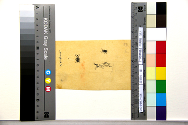 『竹取物語』の画稿（虫） 画像