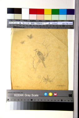 『竹取物語』の画稿（枝上の鳥、蝶、きりぎりす） 画像