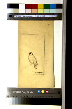 『竹取物語』の画稿（枝上の鳥） 画像