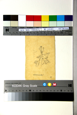 『竹取物語』の画稿（秋草） 画像