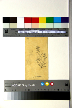 『竹取物語』の画稿（秋草） 画像