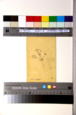 『竹取物語』の画稿（秋草） 画像