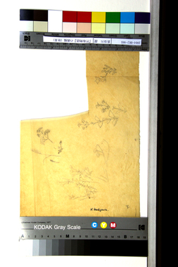 『竹取物語』の画稿（秋草） 画像