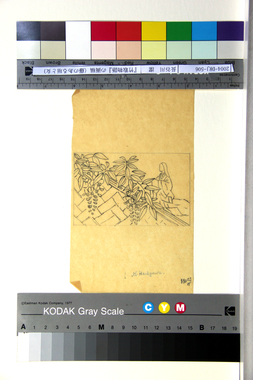 『竹取物語』の画稿（藤のある垣と女）