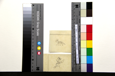 《ナデシコ》の画稿（d）