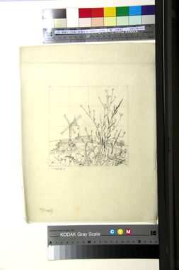 《フォンヴィエイユのドーデの風車と野花》の画稿（b）