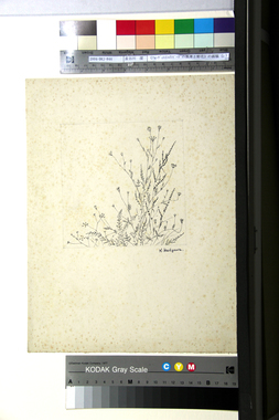 《フォンヴィエイユのドーデの風車と野花》の画稿（c）