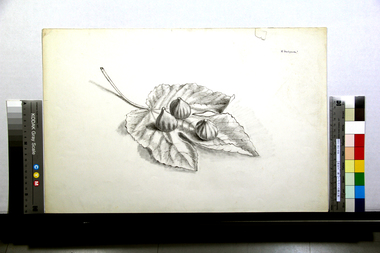 いちぢくの葉と実