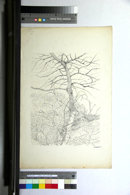 水に映った樹木