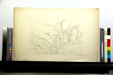 水に映った樹木