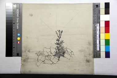 《野薊》の画稿