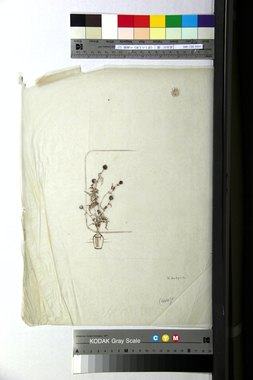 《窓上の人形》の画稿（c）