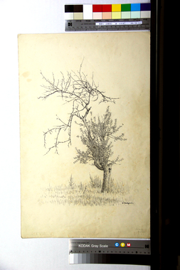 《林檎樹》の画稿