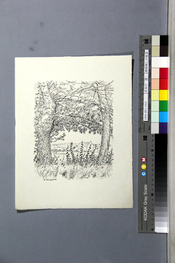 樹間越しの風景 画像