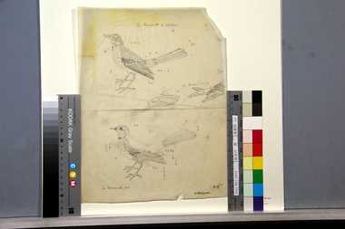 鳥習作（a） 画像