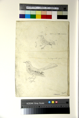 鳥習作（l） 画像