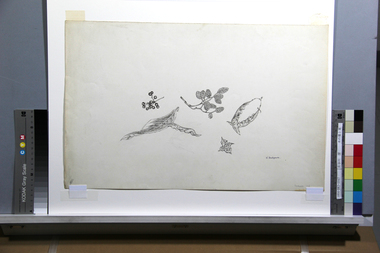 木の葉と実 画像