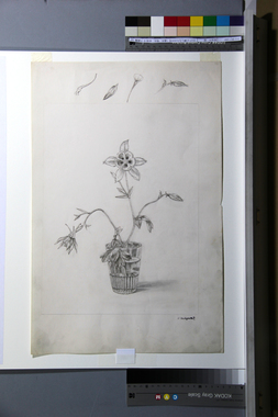 《コップに挿したアンコリの花（過去、現在、未来）》の画稿（a） 画像