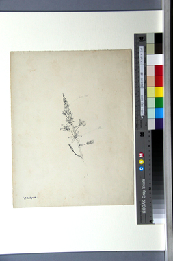 アスフォデル（a） 画像