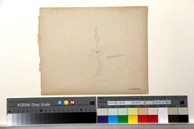 アスフォデル（b） 画像